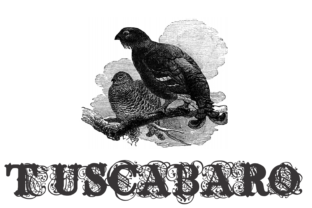 Tuscabaro: A Unique Display Font for Branding